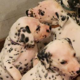 Dalmatians from Hillcreek Dalmatians
