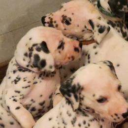Dalmatians from Hillcreek Dalmatians