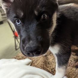 Siberian Husky Puppies from Funky Farm AKC Siberian Huskies Kennel