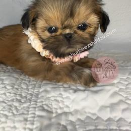 Shih Tzu Puppies from Shurbeez Shih Tzu