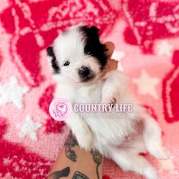 Frankie - Black parti male Pomeranian puppy in Idaho Falls, Idaho from Country Life Pomeranians