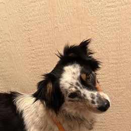 Whiskey - Miniature Australian Shepherd