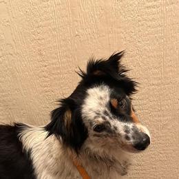 Whiskey - Miniature Australian Shepherd