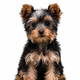 Chance - Black and tan male Yorkshire Terrier puppy in North Huntington, Pennsylvania from Charz Dollz