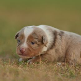Luke - Red merle male Miniature Australian Shepherd puppy in Hartman, Arkansas from Southern Edition Aussies