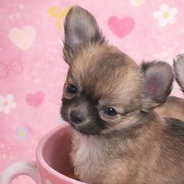 Girl 2 - Red female Chihuahua puppy in Birmingham, Michigan from Cranbrook Kennels