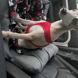 Whippet Puppies from Wise Heart Whippets