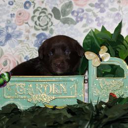 Reckon - Chocolate male Labrador Retriever puppy in Waco, Texas from Ancient Dogges Performance Dogs