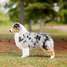 CH Emerald-View Wear It Like an Angel "Halo" - Australian Shepherd
