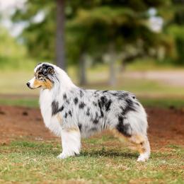 CH Emerald-View Wear It Like an Angel "Halo" - Australian Shepherd