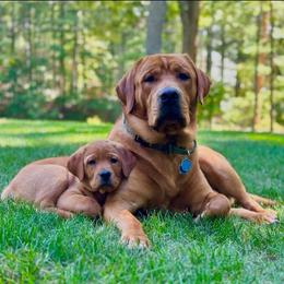 Labrador Retriever puppies from North Star Retrievers