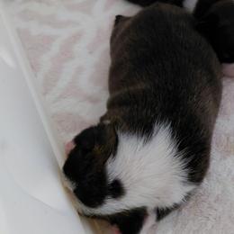 Murdock - Black brindle and white male Boston Terrier puppy in Star, North Carolina from Meatloaf's Bostons Family