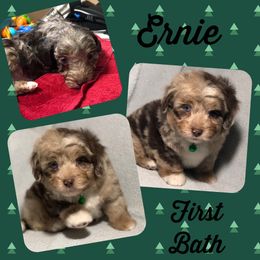 Aussiedoodle Puppies from Ohana Companions