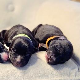 McNab Puppies from Vanir McNab Shepherds