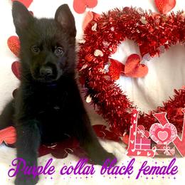 Purple collar - Black female German Shepherd puppy in Canterbury, Connecticut from Nachtwaechter German Shepherds, LLC
