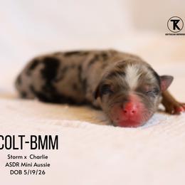 Colt- Blue Merle Male - Blue merle male Miniature Australian Shepherd puppy in Nacogdoches, Texas from TK Standard, Mini, & Toy Aussies