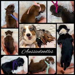 Aussiedoodle puppies from Mc Doodles of Texas LLC