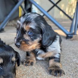 Pretzel - Dapple male Dachshund puppy in Oklahoma from Wilkinson’s Waggish Weiner Dogs
