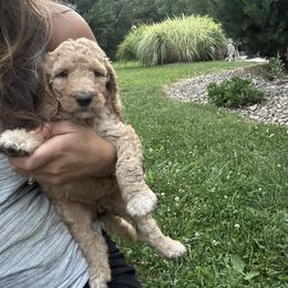 Everest - Apricot female Goldendoodle puppy in Shippensburg, Pennsylvania from Diller Doodle Pups