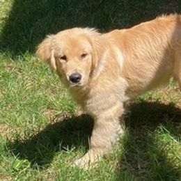 Golden Retrievers from Wilkins Jennifer