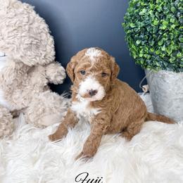 Fuji - Red  male Goldendoodle puppy in from Pink Poodles and Doodles