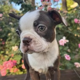 Boston Terriers from Katelyn’s Boston terriers