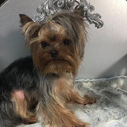 Misha - Yorkshire Terrier