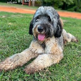 Bailey - Bernedoodle