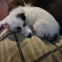 Diva - Shetland Sheepdog