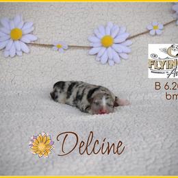 Delcine - Blue merle female Miniature Australian Shepherd puppy in Madisonville, Texas from Flying LL Aussies