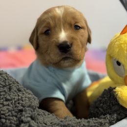 Petrie- Yellow Male - Dark golden Golden Retriever puppy in Iron Station, North Carolina from Golden Paws