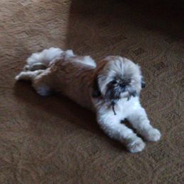 Shih Tzus from Shaggy Shih Tzu