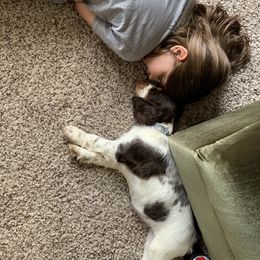 English Springer Spaniel Puppies from RoseMarie James Springer Spaniels