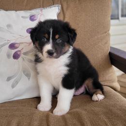Australian Shepherd Puppies from RussKris Farms Aussies