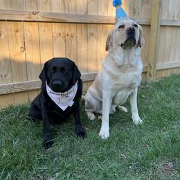 Labrador Retriever All Grown Up from Tidal Retrievers