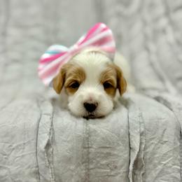 Cinco - Red female Australian Labradoodle puppy in Calhoun, Louisiana from Arrowhead Australian Labradoodles
