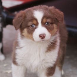 Australian Shepherds from Wide Open Aussies