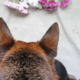 German Shepherd Puppies from Milestone GSDs