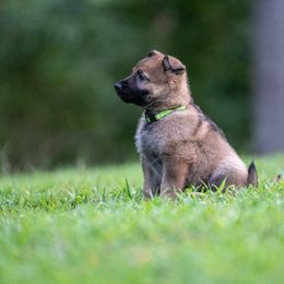 L: Male 1 - Sable male German Shepherd puppy in Alum Creek, West Virginia from Stay Wild K9