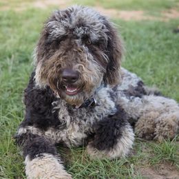 Goldendoodles from Hiltondoodles