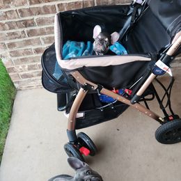 French Bulldog Puppies from The French Connect