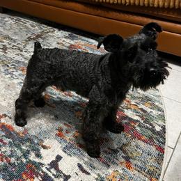 Rhys - Black male Miniature Schnauzer puppy in Wilmar, Arkansas from Cedar Ridge Ranch Mini Schnauzers
