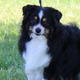 Hero - Toy Australian Shepherd