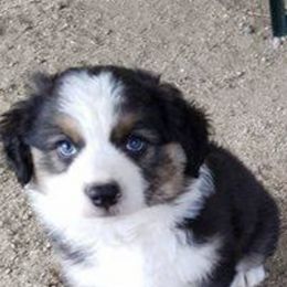 Australian Shepherd Puppies from Toni Thompson's Australian Shepherds