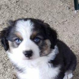 Australian Shepherd Puppies from Toni Thompson's Australian Shepherds