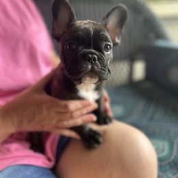 Black and Tan Coonhound and French Bulldog Puppies from Kalan Kennel
