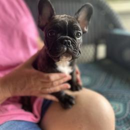 Black and Tan Coonhound and French Bulldog Puppies from Kalan Kennel
