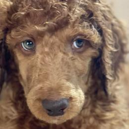Poodles from Oodles of RED Poodles