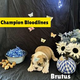 Brutus - Brindle male Bulldog puppy in Tremonton, Utah from Snuggle Pups