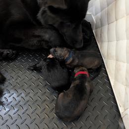 Blue - Sable male German Shepherd puppy in Motley, Minnesota from Von Thomson Haus